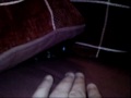 Peekaboo Molly The Cat