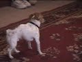 Rocky the Jack Russell playing with vacuum cleaner Rocky the Jack Russell playing with vacuum cleaner