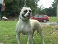 CanineDogProject Altesse Atika