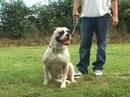 CanineDogProject Altesse Atika