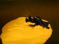 videos de black vs. blue