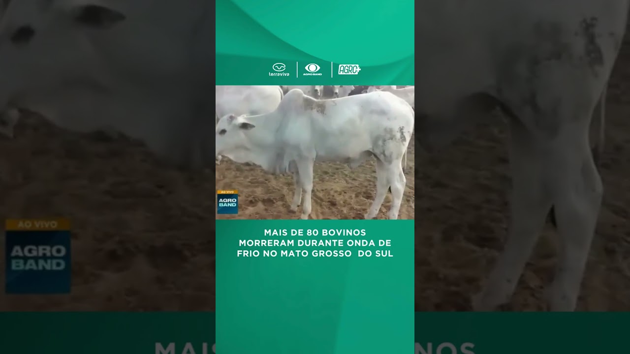 Onda de frio mata mais de 80 bovinos no MS