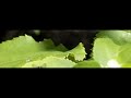 Groene vlieg