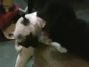 Puppy Battle