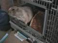 Prairie Dogs - Banned in the USA