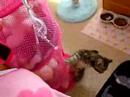 Wild Kitten Wild Kitten