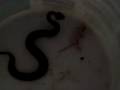 videos de rattlesnake.MOV www.foothillreptiles.com