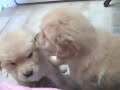Lovely Golden Puppies 3