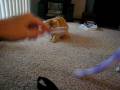 Kittie Fights