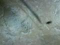 videos de A mosca das 10:30 Parte II