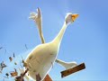 le vilain petit canard et moi le vilain petit canard et moi