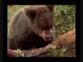 The Bear (The Musical) Part 2