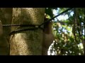 ray mears tarp knots ray mears tarp knots