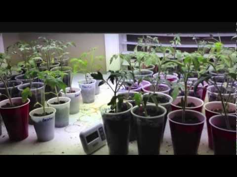 how to fertilize seedlings tomato