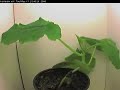 Squash plant timelapse, 180 000 reverse