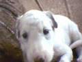 Borzoi video