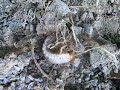 ants v white grub ants v white grub