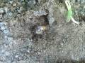 ants v white grub