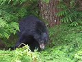 Black Bear @ Ucluelet (Vancouver Island)