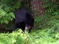 Black Bear @ Ucluelet (Vancouver Island)