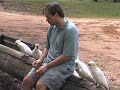 These cockatoos were found in the Blue Mountains National Park near Glenbrook, NSW in Australia