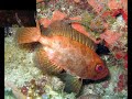 Diving at Star Dive and Resort - Anda/Bohol - Philippines