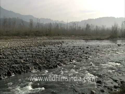 Teak forest in Corbett
