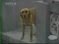 Chen Xiaoxing - laojia erlu clip