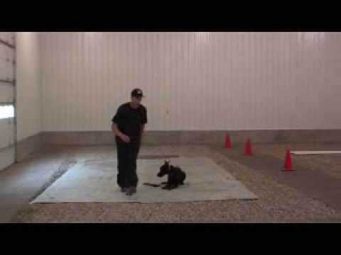 Doberman Pinser