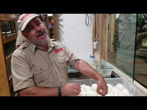 YouTube reptile video
