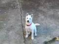 Funny Kishu