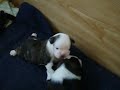 Puppies playing 1st time