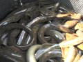 Removing Sea Lamprey from Trap