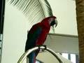 Merlot!  The Amazing Talking Parrot