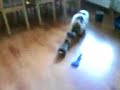 Följa katt! Följa katt!