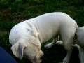 videos de american bulldog amores perros de meimei