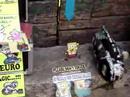 Spongebob dancing Spongebob dancing