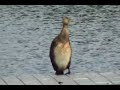 Great Cormorant At Lake Paran