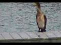 Great Cormorant At Lake Paran