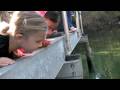 videos de Manatee Adventure at Blue Springs