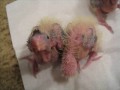 Baby Talk! - 12-16day old Cockatiels