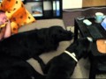 Max a Klea na pohovce.wmv