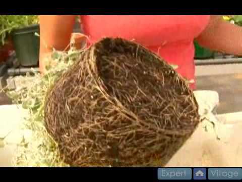 how to transplant purslane