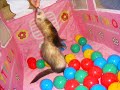 casper the ferret