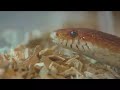 Mogelijk Piranha\