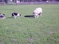 Lambs at Annas 5