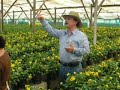 Pollinating Hybrid Mammoth Panises at Goldsmith Seeds Jalapa Guatemala