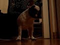 bouledogue français chien mignon bouledogue français chien mignon