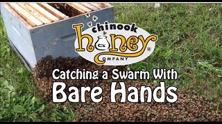Catching a Honeybee Swarm With Bare Hands (2013)