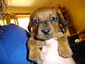 Cutest Dachshund Puppies